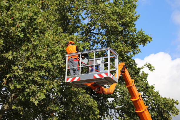  , USA Tree Service Pros